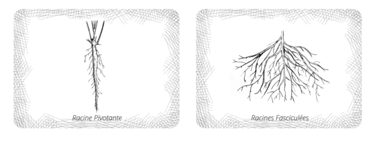 Roots Resistance to Attack by Pathogenic Agents | Terrabiotec